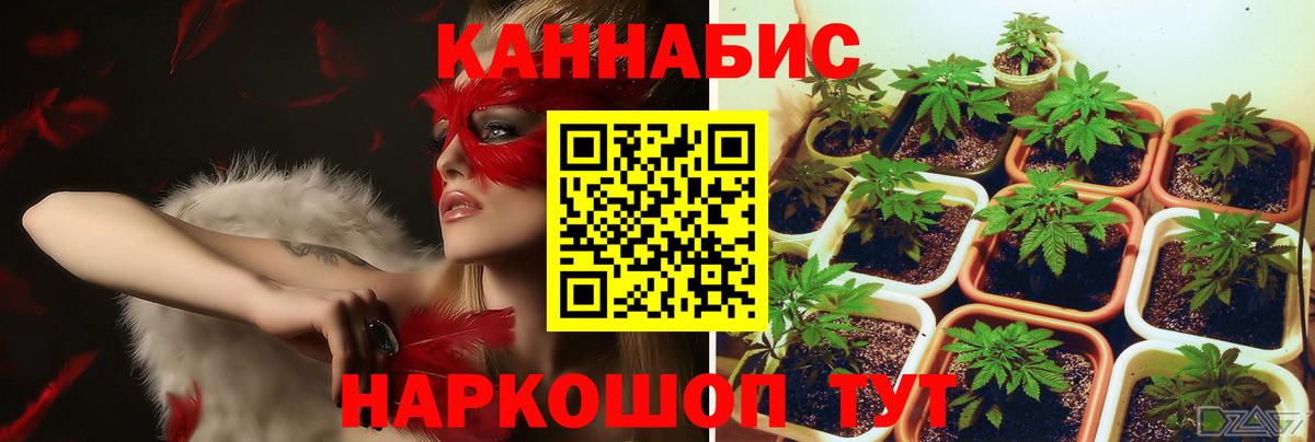 Бошки марихуана планчик  Марихуана марихуана  Вход с VPN  Москва 